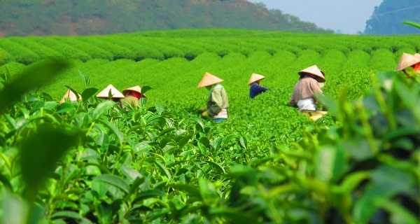用科學(xué)說話春茶是否存在農(nóng)藥超標(biāo)問題？用農(nóng)藥殘留速測儀一測究竟！