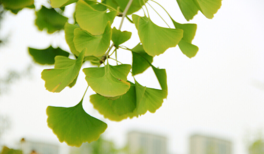 葉面積測(cè)量?jī)x一次能測(cè)幾個(gè)？（葉面積測(cè)量?jī)x的使用方法）