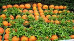 蔬菜殘留農藥檢測儀檢測壽光果菜農藥含量 蔬菜殘留農藥檢測儀檢測壽光果菜農藥含量