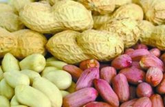 食品安全快速檢測儀器檢測花生制品安全性 食品安全快速檢測儀器檢測花生制品安全性