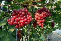 蔬果農(nóng)藥殘留檢測儀對鐵爐紅葡萄的檢測 蔬果農(nóng)藥殘留檢測儀對鐵爐紅葡萄的檢測