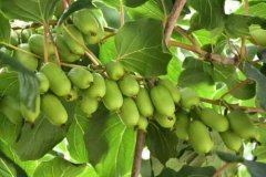 軟棗獼猴桃農(nóng)殘檢測(cè)用果蔬農(nóng)殘速測(cè)儀器 軟棗獼猴桃農(nóng)殘檢測(cè)用果蔬農(nóng)殘速測(cè)儀器