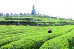宜居茶葉產(chǎn)業(yè)園用農(nóng)殘速測(cè)儀檢測(cè)茶葉農(nóng)殘 宜居茶葉產(chǎn)業(yè)園用農(nóng)殘速測(cè)儀檢測(cè)茶葉農(nóng)殘