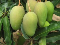 快速農(nóng)藥殘留檢測(cè)儀提高景東芒果農(nóng)殘檢測(cè)速率 快速農(nóng)藥殘留檢測(cè)儀提高景東芒果農(nóng)殘檢測(cè)速率