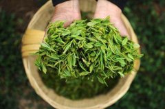 食品檢測(cè)儀器設(shè)備助力提升采摘春茶品質(zhì) 食品檢測(cè)儀器設(shè)備助力提升采摘春茶品質(zhì)
